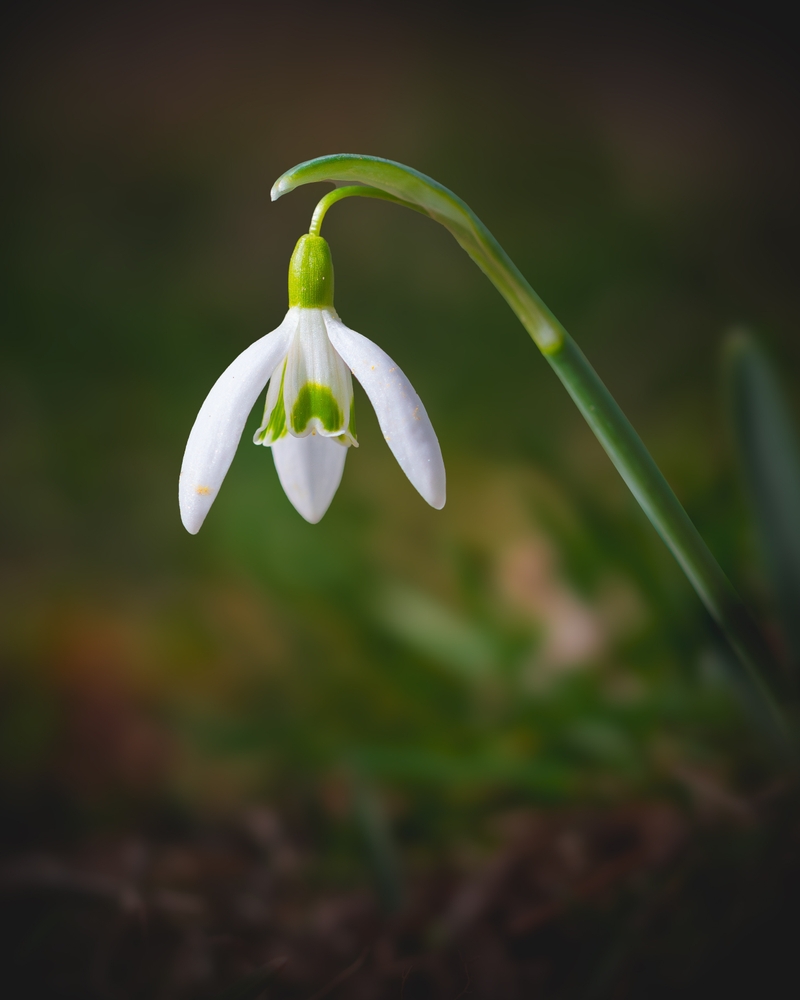 A white Snowdrop Flower