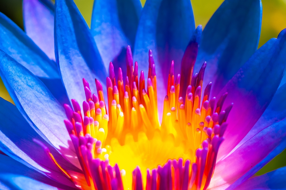 Close up of flower center