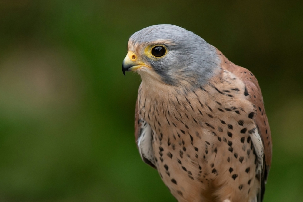 Common Kestrel taken with a Nikon D780