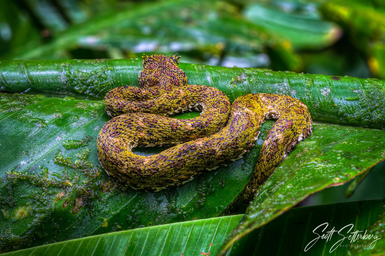 costa rica photography workshop eyelash viper