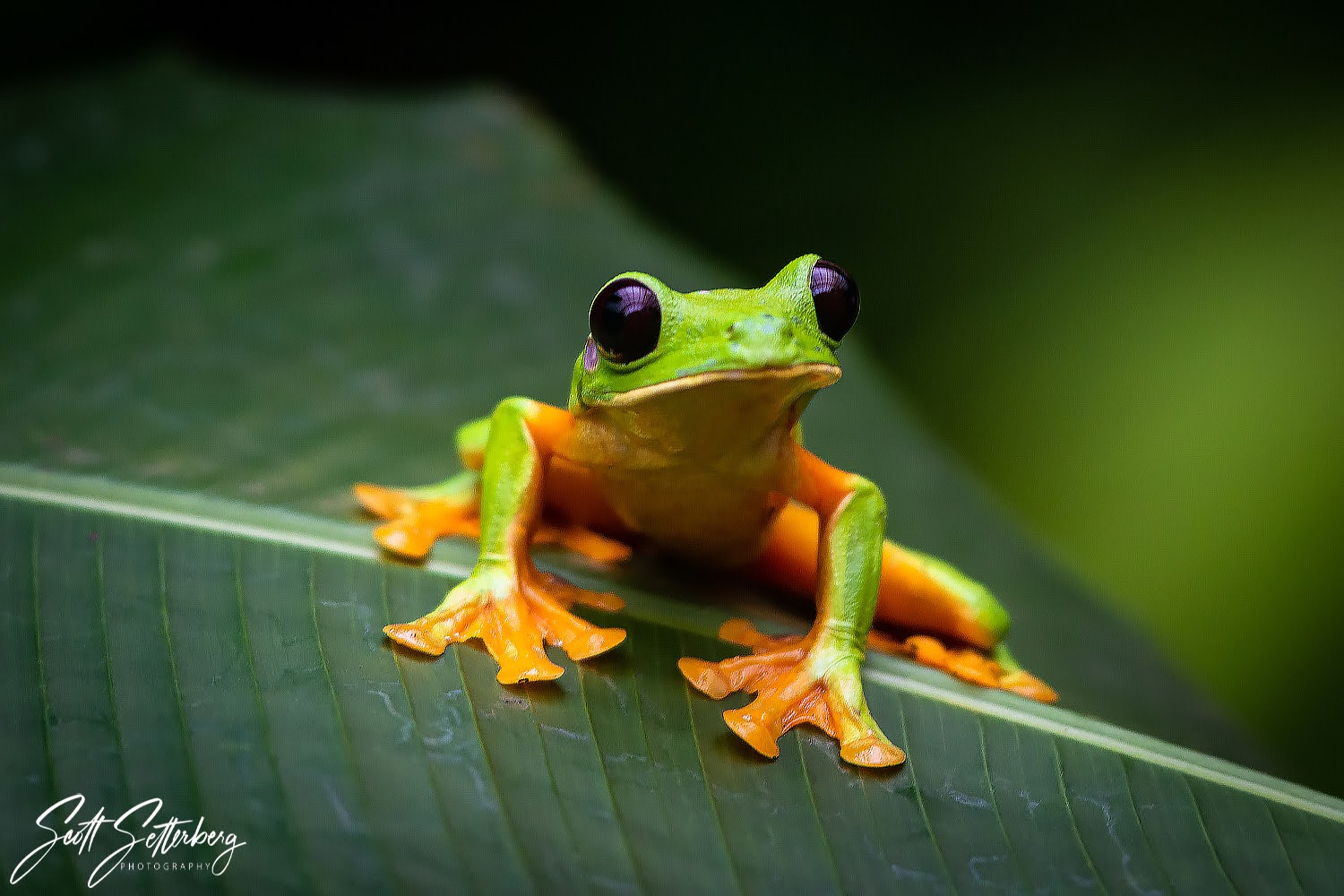 costa rica photography workshop Gliding Tree Frog