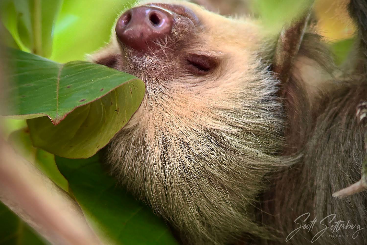 costa rica photography workshop sloth