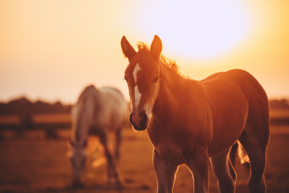 Cute baby horse at sunset
