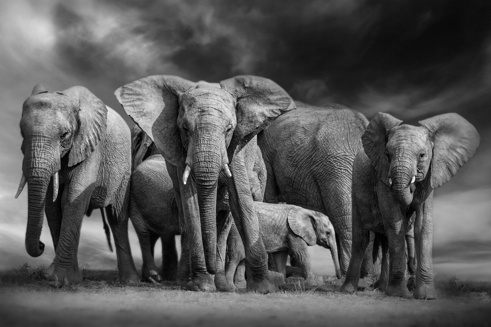 Family of Elephants BW