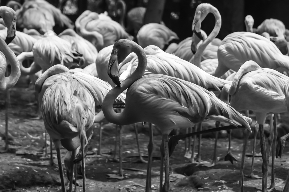 Flamingos