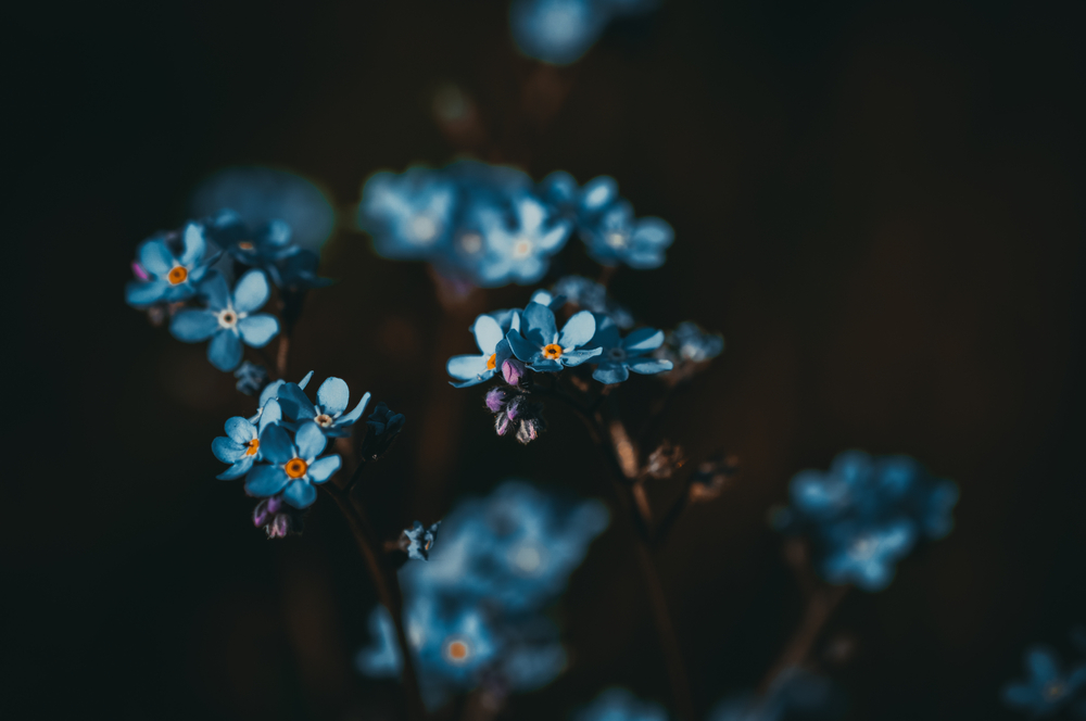Forget-me-not Flowers