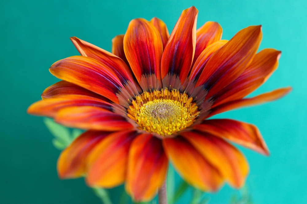 Gazania Flower on a green background