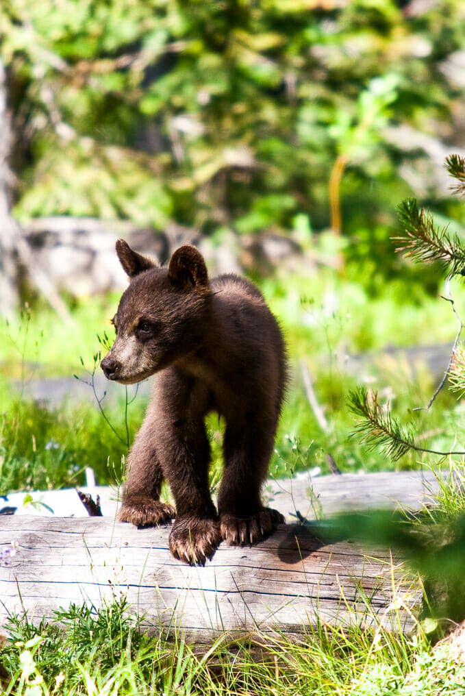 jackson hole wildlife safaris bear