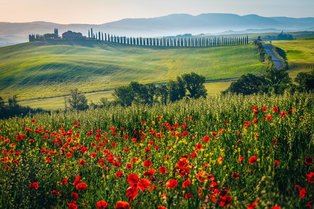  landscape with red poppies and winding road