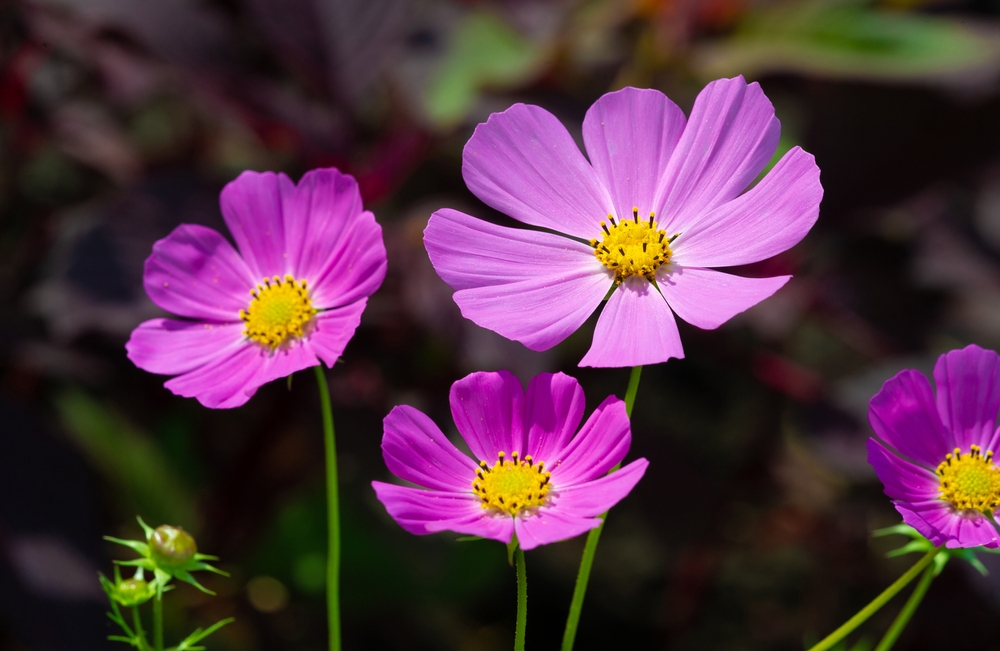 Pink Cosmo Flowers