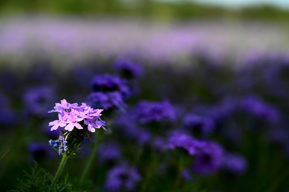 purple wildflower in the shine of midday light